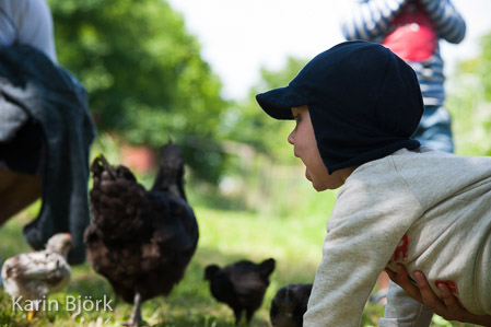En liten pojke sitter ner, omgiven av svarta hönor.
