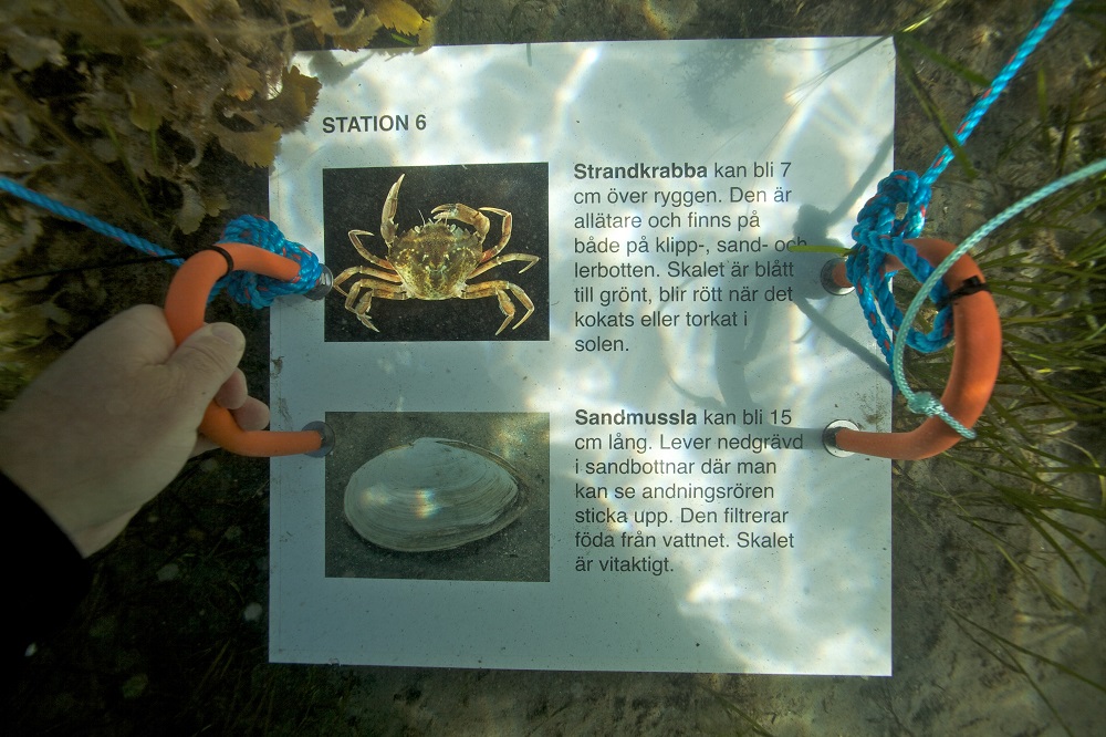 infoskylt snorkelled med bilder och text som ligger under ytan