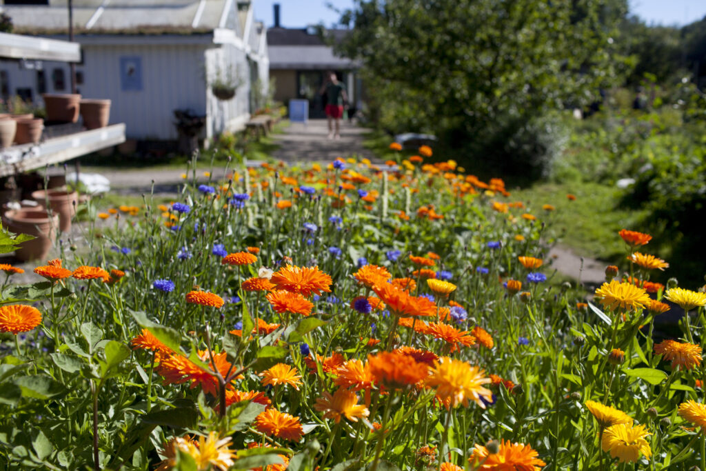 Växthus och prunkande blomsterrabatt på Kosters Trädgårdar